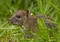 bruine rat